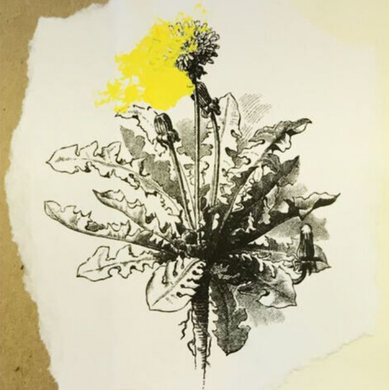 Don't Mow the Dandelions Hand-made Zine